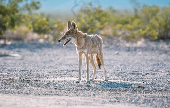 Coyote Terror in Irvington Backyard: Dog Mauled, Toddler Spooked