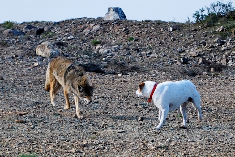 Coyotes Clash With Bloomington Dogs, Neighbors Put On High Alert