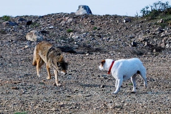 Coyotes Clash With Bloomington Dogs, Neighbors Put On High Alert