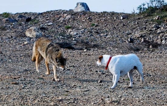 Coyotes Clash With Bloomington Dogs, Neighbors Put On High Alert
