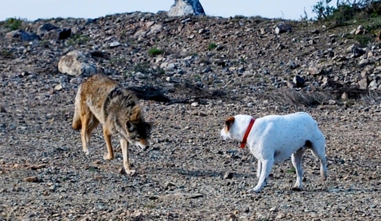 Coyotes Clash With Bloomington Dogs, Neighbors Put On High Alert