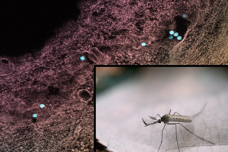 Davis County On Edge As West Nile Turns Up In Mosquito Traps