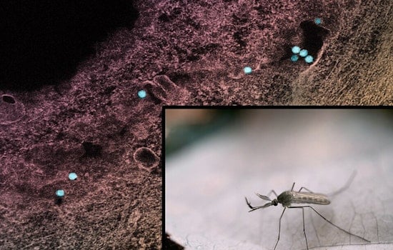 Davis County On Edge As West Nile Turns Up In Mosquito Traps