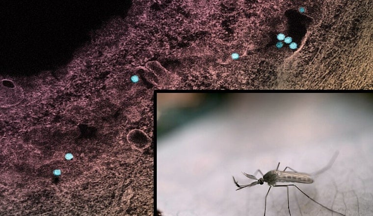 Davis County On Edge As West Nile Turns Up In Mosquito Traps