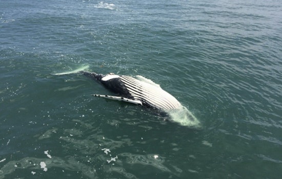 Dead 40-Foot Humpback Rolls Onto Montauk’s Ditch Plains