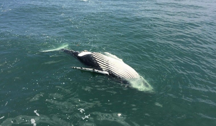 Dead 40-Foot Humpback Rolls Onto Montauk’s Ditch Plains