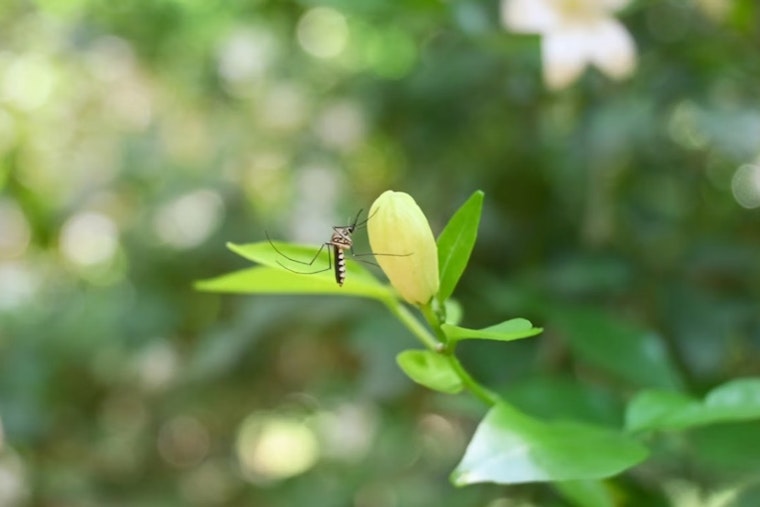 Dead Blackbird By Klenhard Park Triggers Woodland's First West Nile Scare