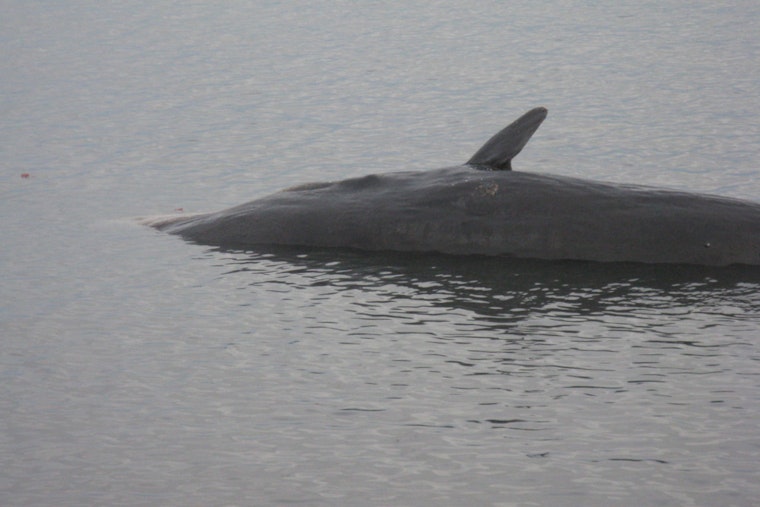 Dead Giant Whale Stuns Block Island Beachgoers