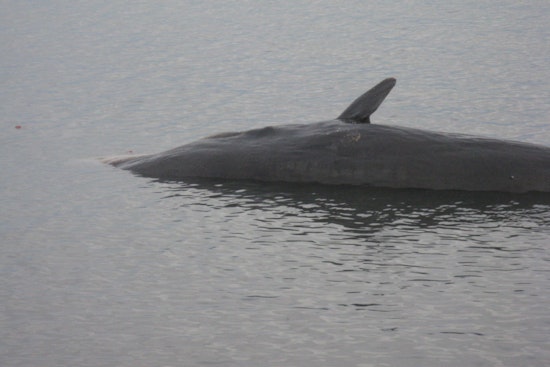 Dead Giant Whale Stuns Block Island Beachgoers