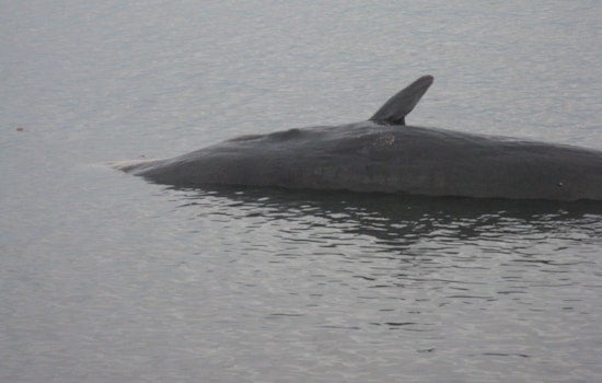 Dead Giant Whale Stuns Block Island Beachgoers