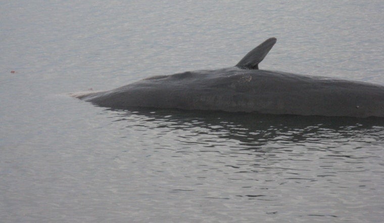 Dead Giant Whale Stuns Block Island Beachgoers
