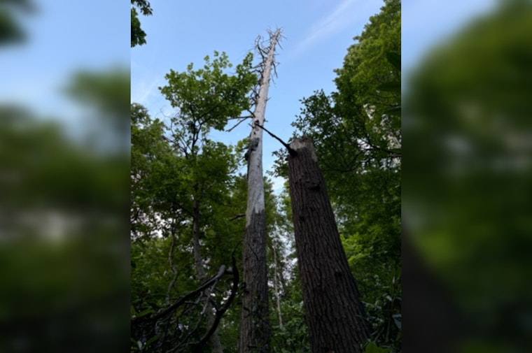 Dead Nantahala Hemlock Turns Into Secret Nursery for Rare Indiana Bats