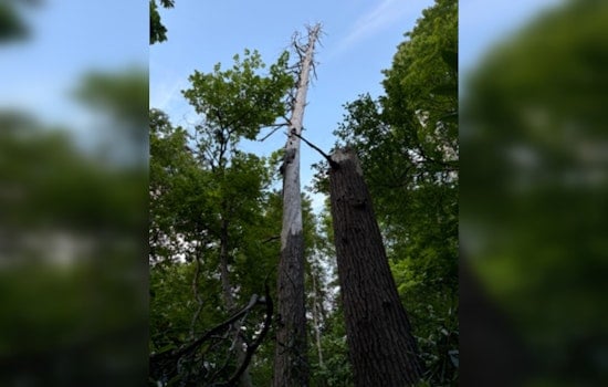 Dead Nantahala Hemlock Turns Into Secret Nursery for Rare Indiana Bats