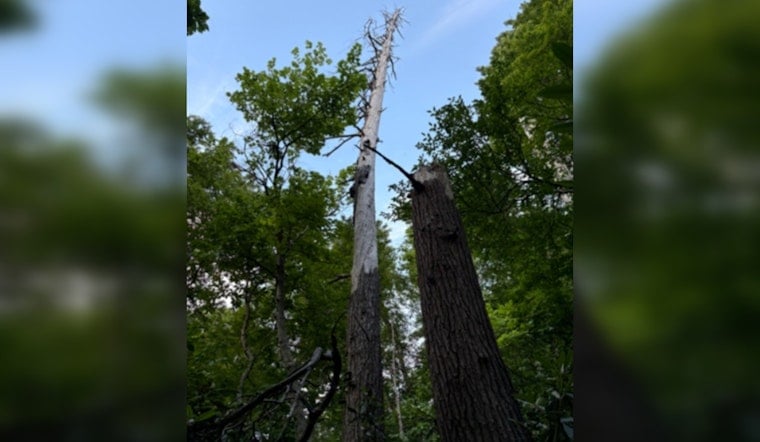 Dead Nantahala Hemlock Turns Into Secret Nursery for Rare Indiana Bats
