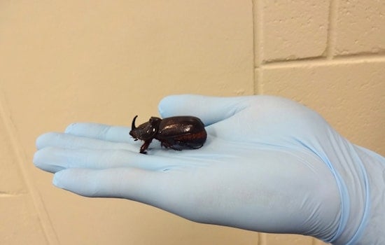 Dead Rhino Beetles In Waikapū Traps Put Central Maui On High Alert