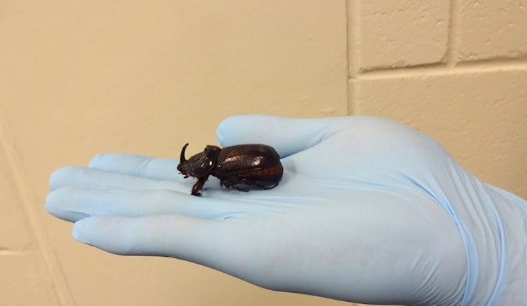 Dead Rhino Beetles In Waikapū Traps Put Central Maui On High Alert