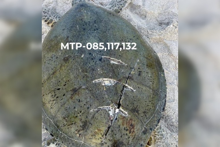 Deadly Boat Strikes Turn Manasota Key Into Sea Turtle Kill Zone