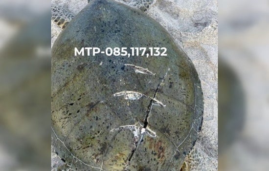 Deadly Boat Strikes Turn Manasota Key Into Sea Turtle Kill Zone