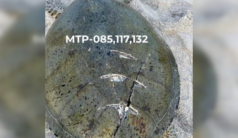 Deadly Boat Strikes Turn Manasota Key Into Sea Turtle Kill Zone