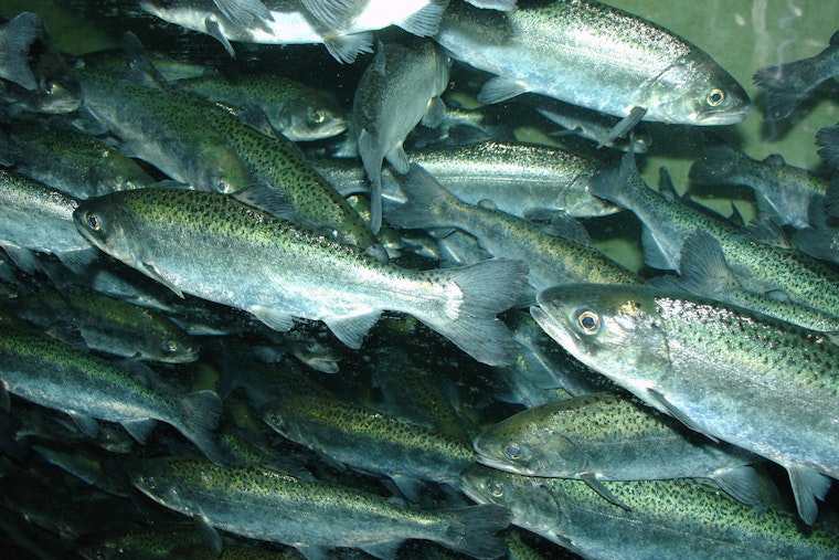 Deadly Parasite Ambushes Baby Chinook in Newly Freed Klamath
