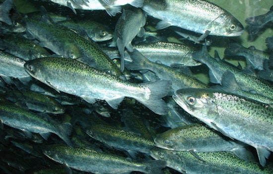 Deadly Parasite Ambushes Baby Chinook in Newly Freed Klamath