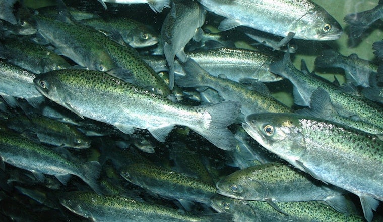 Deadly Parasite Ambushes Baby Chinook in Newly Freed Klamath
