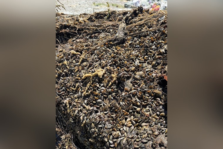 Delta Deputies Yank Mussel-Crusted Clunkers From The Deep