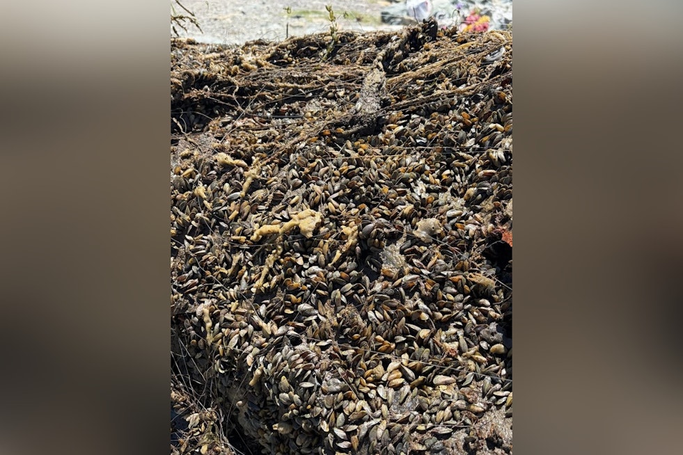 Delta Deputies Yank Mussel-Crusted Clunkers From The Deep