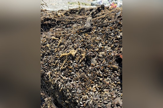 Delta Deputies Yank Mussel-Crusted Clunkers From The Deep