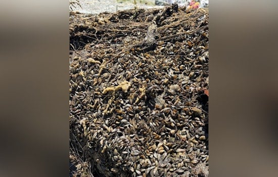 Delta Deputies Yank Mussel-Crusted Clunkers From The Deep