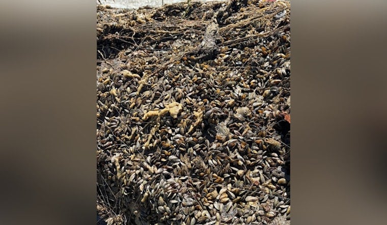 Delta Deputies Yank Mussel-Crusted Clunkers From The Deep
