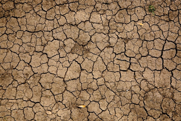 Detroit-Area Swamps Drying Up As Great Lakes Wetlands Wither