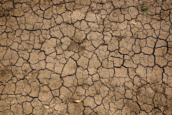 Detroit-Area Swamps Drying Up As Great Lakes Wetlands Wither