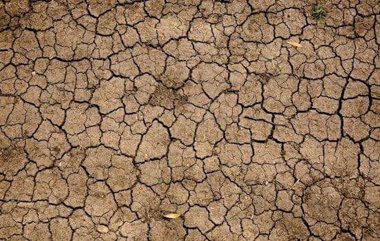 Detroit-Area Swamps Drying Up As Great Lakes Wetlands Wither