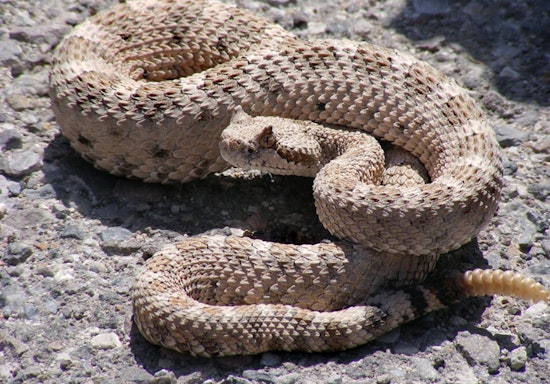 Diamond Bar Boy Bolts as 4-Foot Rattlesnake Crashes His Doorstep