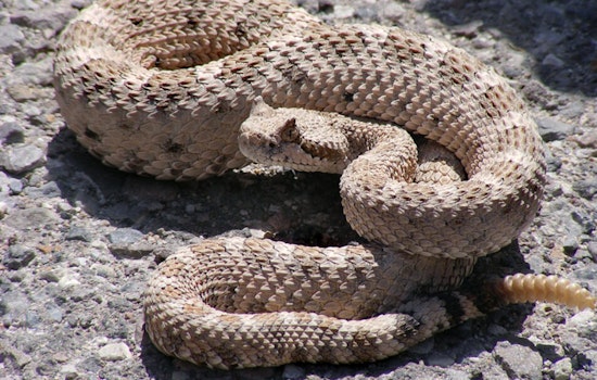 Diamond Bar Boy Bolts as 4-Foot Rattlesnake Crashes His Doorstep