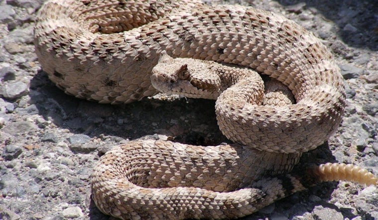 Diamond Bar Boy Bolts as 4-Foot Rattlesnake Crashes His Doorstep