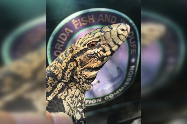 Dog-Sized Lizards Crash Dundee Yards, Put Pets On Edge