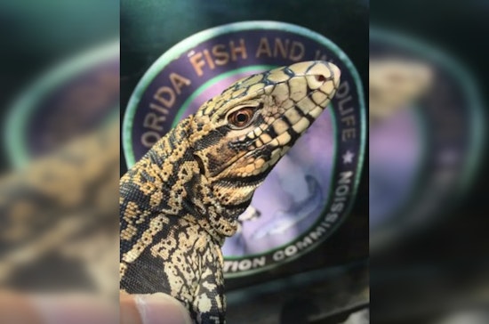 Dog-Sized Lizards Crash Dundee Yards, Put Pets On Edge