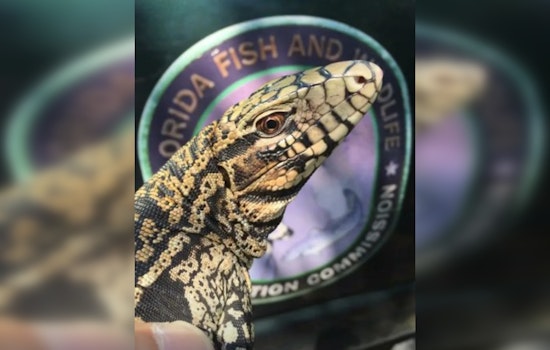 Dog-Sized Lizards Crash Dundee Yards, Put Pets On Edge