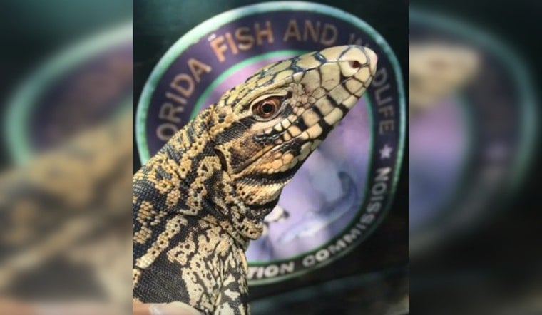 Dog-Sized Lizards Crash Dundee Yards, Put Pets On Edge