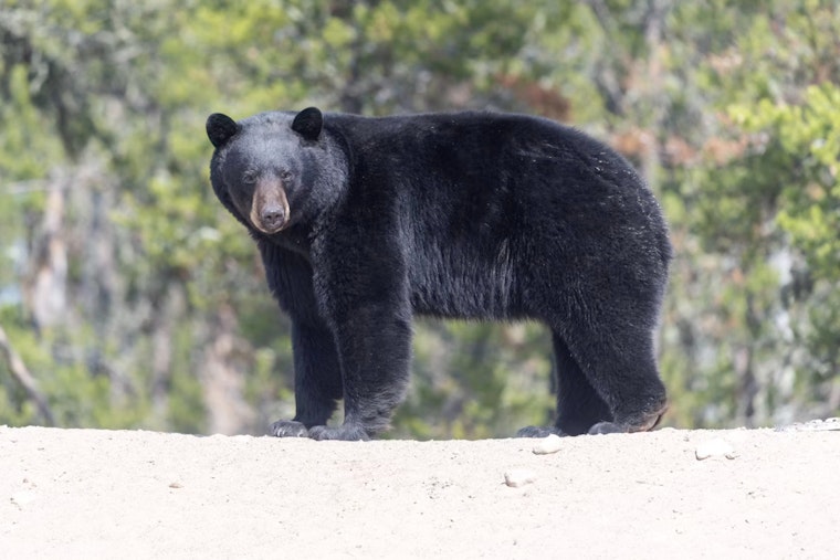 East Side Eddie, Newnan’s Wandering Bear, Becomes Talk Of The East Side