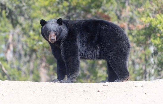 East Side Eddie, Newnan’s Wandering Bear, Becomes Talk Of The East Side