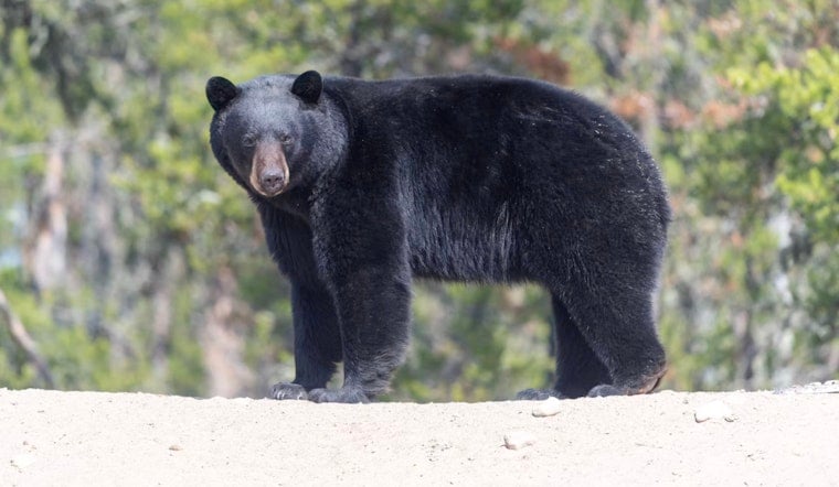 East Side Eddie, Newnan’s Wandering Bear, Becomes Talk Of The East Side