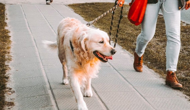 Eastpointe’s ‘Perfect’ 73-Degree Day Sparks Chilling Warning For Dog Owners