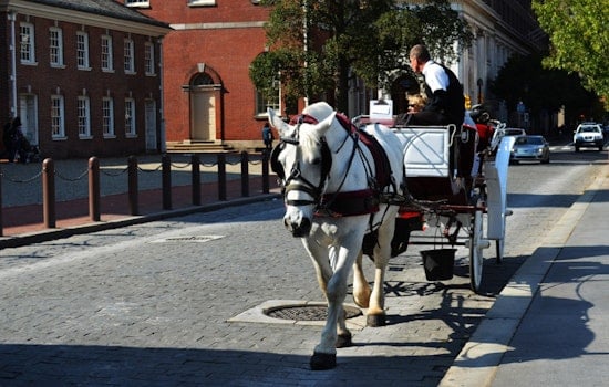 End Of The Line For Philly’s Carriage Horses As Council Fast-Tracks Citywide Ban