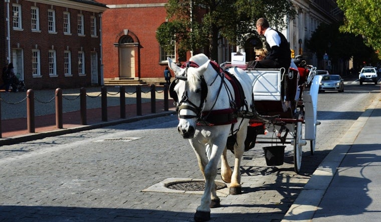 End Of The Line For Philly’s Carriage Horses As Council Fast-Tracks Citywide Ban
