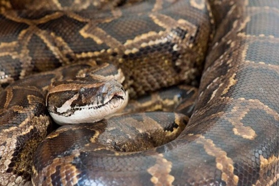 Everglades Python Hero Beats Ticket As Snake Fight Heats Up