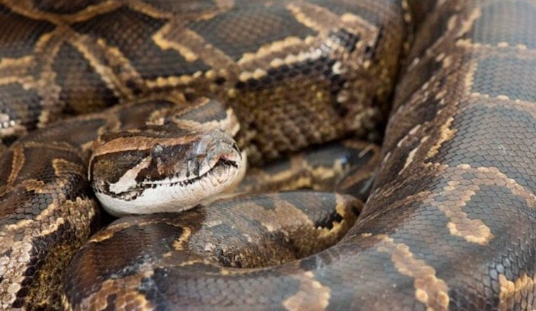Everglades Python Hero Beats Ticket As Snake Fight Heats Up