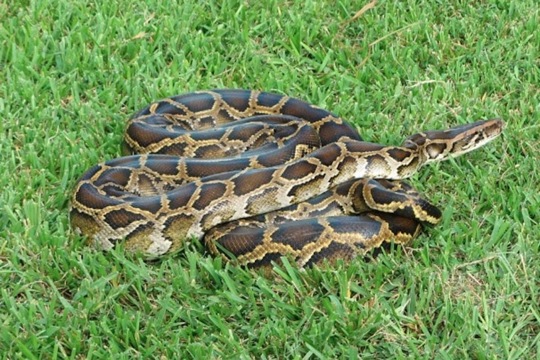 Everglades Showdown as South Florida Wrangler Battles 'Dragon' Python on Boat
